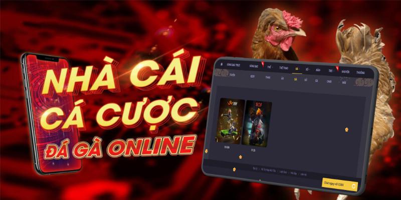 Mẹo Chơi Đá Gà 78WIN 2025 - Đúc Kết Từ Kinh Nghiệm Từ Sư Kê 7 Anh em nên áp dụng các mẹo chơi đá gà 78WIN để giành thưởng